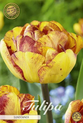 Artikelbild 2 von 'Tulpe Sundowner (7 Stück)' aus der Kategorie Tulpenzwiebeln