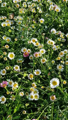 Image de Erigeron karvinskianus / Pâquerette des murailles