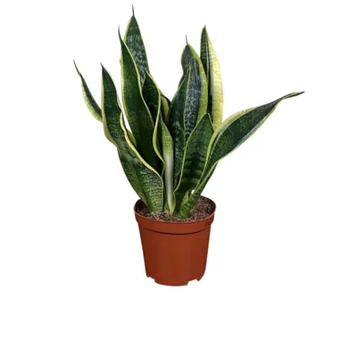 Produktbild von Zynesflora Sansevieria Trifasciata Frauenzunge - Ø 12 cm - Höhe: 30 cm