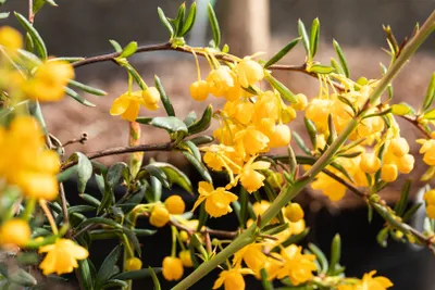 Produktbild von Berberis stenophylla, Berberitze, immergrün, 60–80 cm