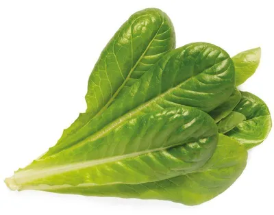 Obrázek produktu pro Click and Grow římský salát, kapsle se semínky a substrátem 9ks