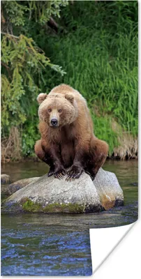 Produktbild von MuchoWow® Poster Bär - Stein - Tier 20x40 cm - Plakat - Foto