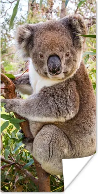 Produktbild von MuchoWow® Poster Koala - Blätter - Kinder - Jungen - Mädchen 80x160 cm - Kinderzimmer