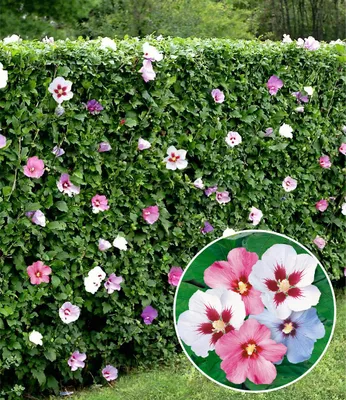 Produktbild von BALDUR Garten 5er Hibiskus-Hecke, Pflanzen im 9x9 cm-Topf, Hibiscus Syriacus, Heckenpflanzen blühend, bienenfreundlich, Blüten essbar, winterhart, blühende und blickdichte Hecke