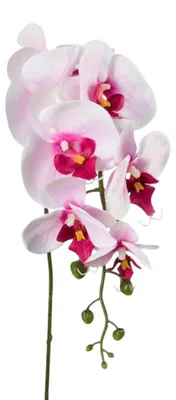 Produktbild von Kunstblume Phalaenopsis 86cm. Orchidee, Orchideentrieb. ROSA