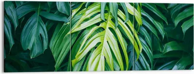 Produktbild von Bild auf Leinwand - Leinwandbild - Blume Natur - 150x50cm - Wand Bild - Wanddeko - Wandbilder - Leinwanddruck - Bilder - Kunstdruck - Wanddekoration - Leinwand bilder - Wandkunst - CA150x50-3951