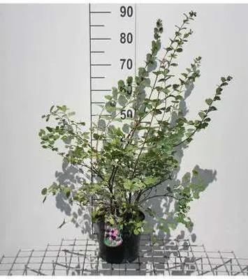 Zdjęcie produktu dla Symphoricarpos d. 'White Hedge' - Śnieguliczka 50- 60 cm - Pojemnik