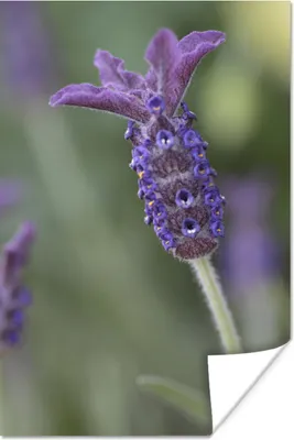 Produktbild von MuchoWow® Poster Nahaufnahme von Lavendel vor einem verblassten Hintergrund 40x60 cm - Plakate für die Wand - Poster Babyzimmer