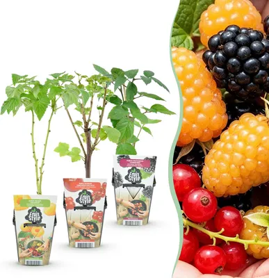 Produktbild von GreenboutiQ - Obstpflanzen - Tricolour - Rote Johannisbeere - Gelbe Himbeere - Schwarze Brombeere - Winterhart - 3 Pflanzen - Topf 9cm