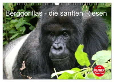 Immagine prodotto di Gorilla di montagna - i giganti gentili (calendario da parete 2027, formato DIN A3 orizzontale), calendario mensile CALVENDO
