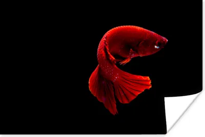 Produktbild von MuchoWow® Poster Fisch - Rot - Schwarz 180x120 cm - Fotoplakat