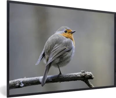 Produktbild von MuchoWow® Gerahmtes Poster Rotkehlchen - Zweig - Winter 90x60 cm - Poster mit Schwarzem Bilderrahmen Wandposter Rahmen Foto Bilder - Fotorahmen - Foto-Plakat