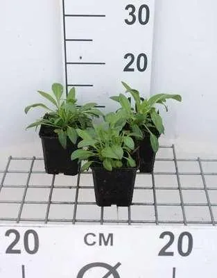 Obrázok produktu pre 6 x Centranthus ruber 'Albus' - ostrica - kvetináč 9 x 9 cm