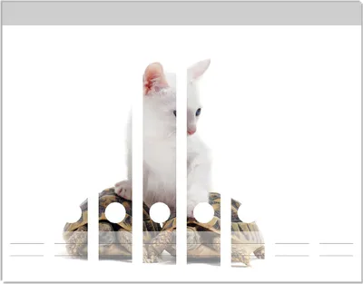 Produktbild von Wallario Ordnerrücken Sticker, selbstklebend für schmale Ordner, 8 Stück, Motiv Katze auf Schildkröten