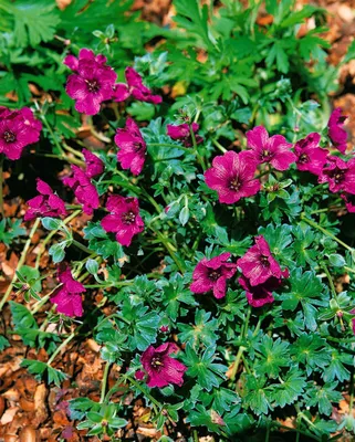 Produktbild von Geranium cinereum 'Purple Pillow', Storchschnabel, purpur, ca. 9x9 cm Topf