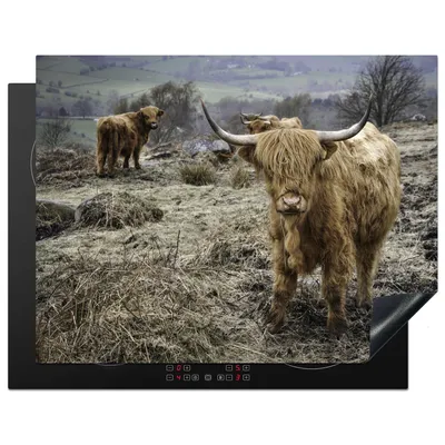 Produktbild von KitchenYeah© Herdabdeckplatte Schottische Highlander - Berg - Kühe , 77x59cm, Küche Deko, Glaskeramikkochfeld Herdabdeckung, Abdeckplatte fùr Kochfeld
