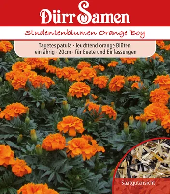 Produktbild von Studentenblume Orange Boy | Studentenblumensamen von Dürr Samen