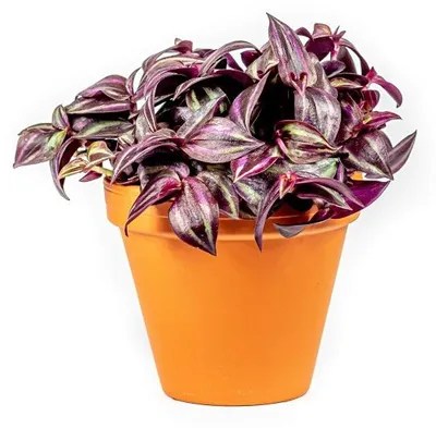Obrázek produktu pro Gardners Tradescantia zebrina PURPLE, průměr 6-7,5 cm