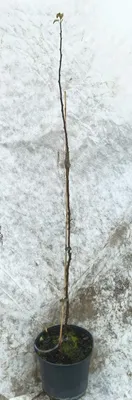 Image de Malus domestica 'MM111' (Marcotte) / Pommier