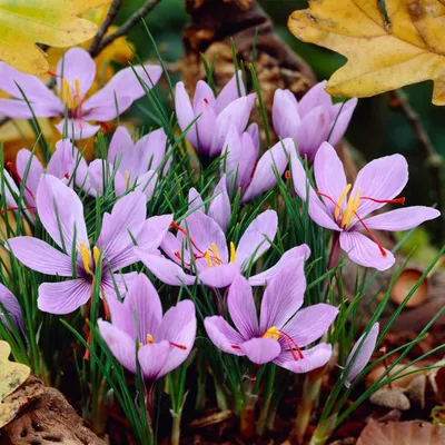 Image de Crocus sativus (Safran) – Bulbes résistantes au froid, vivaces – 50 bulbes de qualité supérieure – Vraies plantes provenant des Pays-Bas – Pour jardin, balcon et pots (pas de graines, pas de produits artificiels)