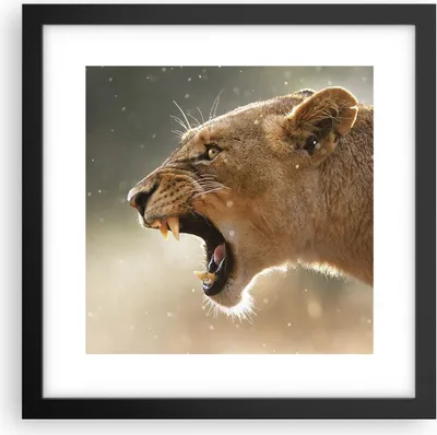 Produktbild von Gerahmtes Poster - Schwarzer Rahmen - Löwe Löwin Reißzähne - 30x30 cm - Wand Bild - Wanddeko - Wandbilder - Kunstposter - Wandposter - Bilderrahmen - Bilder - Kunstdruck - Wandbild - P2BAC30x30-4137