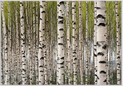 Produktbild von Wallario Wandbild Birkenwald - Baumstämme in schwarz weiß, Größe: 70,30 x 100,30 cm, Poster mit weißem Kunststoffrahmen