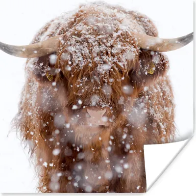 Produktbild von MuchoWow® Poster Schottischer Highlander - Schnee - Porträt 50x50 cm - Wohnzimmerdekoration