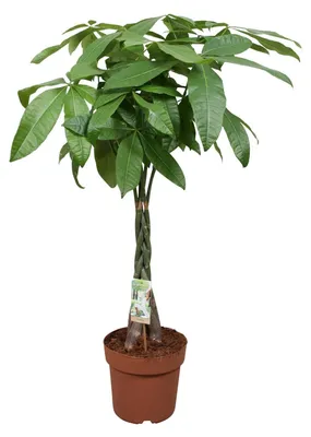 Zdjęcie produktu dla Pachira Aquatica - 110-120cm - Ø24cm - Roślina doniczkowa - Zimozielony