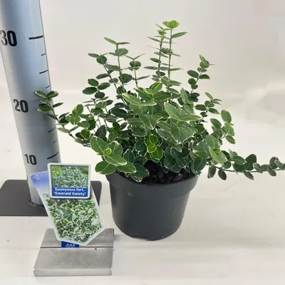 Obrázek produktu pro Euonymus fort. 'Emerald Gaiety' – zimolez | 20–25 cm v květináči