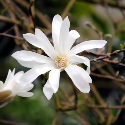 Produktbild von GreenboutiQ - Sträucher - Magnolia Stellata - Blüte Weiß - 1 Pflanze - Laubabwerfend - Wenig Pflege - Topf 17cm Höhe 45cm