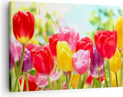 Produktbild von Bild auf Leinwand - Leinwandbild - Tulpe Blume Garten Plantage - 70x50cm - Wand Bild - Wanddeko - Leinwanddruck - Bilder - Kunstdruck - Wanddekoration - Leinwand bilder - Wandkunst - AA70x50-2466