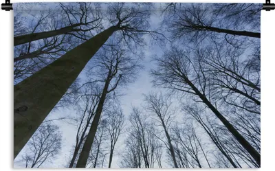 Produktbild von MuchoWow® Wandteppich Wandbehang Wald - Bäume - Himmel 120x80 cm Tapisserie Dekoration Wandtuch - Wanddekorationen - Wandtücher