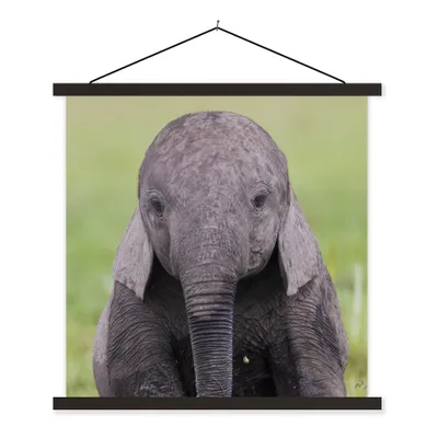 Produktbild von MuchoWow® Textilposter Elefant - Baby - Tiere - Gras - Natur 120x120 cm mit schwarzem Rahmen - Aufhängungsset