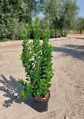 Immagine prodotto di Arbutus unedo - Corbezzolo 60-80 cm in contenitore