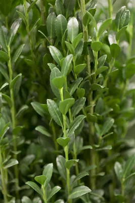Produktbild von Ilex crenata 'Fastigiata', Japanische Stechpalme, immergrün, 100–125 cm