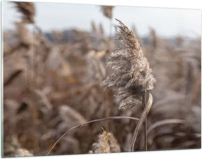 Produktbild von Bilder auf glas - Einteilig - Boho Ähren Gras - 120x80cm - Glasbilder - Wandbilder - Bilder - zum Aufhängen bereit - Wanddekoration aus Glas - Glas Bilder - Wandbild auf Glas - GAA120x80-4763