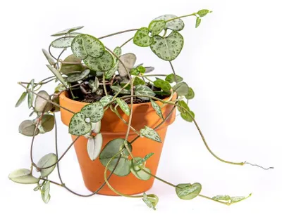 Produktbild von Gardneria (Ceropegia woodii), Durchmesser 6 cm