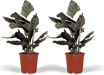 Produktbild von Pfauenpflanze Calathea Ornata tropische Zimmerpflanze 2 Pflanzen Ø14cm 50cm