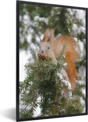Produktbild von MuchoWow® MuchoWow® Gerahmtes Poster Eichhörnchen - Zweig - Kiefer - Schnee 40x60 cm - Poster mit zchwarzem Bilderrahmen - Papierdruck - Wandbilder