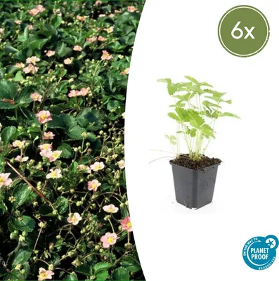 Produktbild von Bodendecker - Walderdbeere - Fragaria vesca - 9cm Topf - Set mit 6 Pflanzen