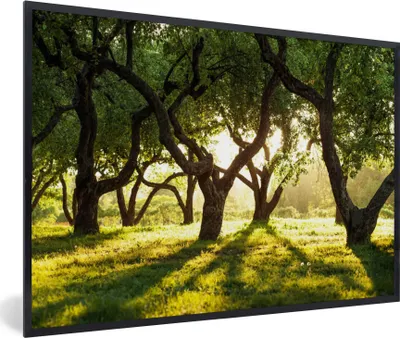 Produktbild von MuchoWow® Gerahmtes Poster Bäume - Natur - Sonne 90x60 cm - Poster mit Schwarzem Bilderrahmen Wandposter Rahmen Foto Bilder - Fotorahmen - Foto-Plakat