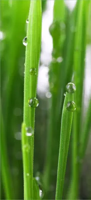 Produktbild von Türtapete Türposter Wassertropfen an Grashalmen - Größe: 93 x 205 cm