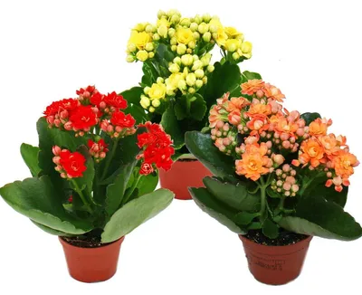 Produktbild von Mini-Kalanchoe „Rosalina“ – Set mit 3 verschiedenen Pflanzen – Flaming Käthchen – 5,5-cm-Topf