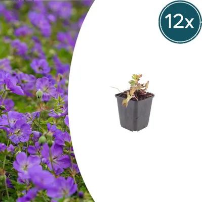 Obrázek produktu pro Geranium wallichianum "Azure Rush" - Pelargónice - 9 cm květináč - 10-25 cm - Sada 12 rostlin