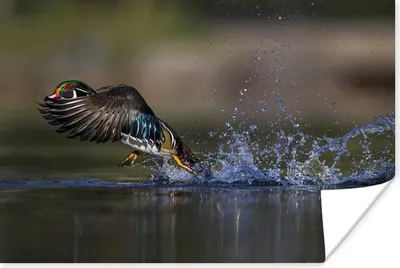 Produktbild von MuchoWow® Poster Ente - Wasser - Federn 180x120 cm - Fotoplakat
