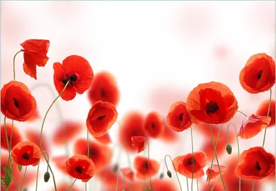 Produktbild von Wallario Fototapete Vliestapete, seidenmatte Oberfläche, einfache Verarbeitung, Größe 400 x 280 cm, Motiv Leuchtende Mohnblumen - Rote Mohnblumenblüten