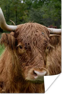 Produktbild von MuchoWow® Poster Schottische Highlander - Tiere - Gras 60x90 cm - Wanddekoration