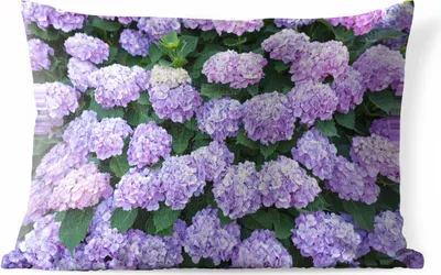 Produktbild von MuchoWow® Outdoor Kissen - Hortensienpflanze - 50x30 cm - Wetterfest - Lounge Kissen - Sofa kissen - Wohnzimmer Dekoration