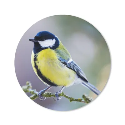 Produktbild von MuchoWow® Mauspad Mousepad Kohlmeise - Vogel - Zweig 40x40 cm - Mousepads - Maus Mat - Pad - Mausunterlage - Schreibtisch Accessoires