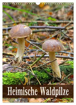 Produktbild von Heimische Waldpilze (Wandkalender 2027 DIN A3 hoch), CALVENDO Monatskalender